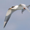 Forster's Tern